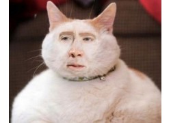 201301nicolas cage 013 201301nicolas cage 013